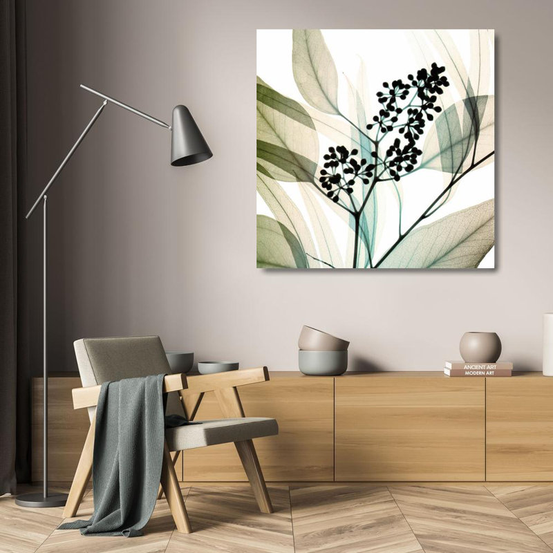 Eucalyptus IMA-M795, H 20 po x l 20 po