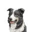 Statue Border Collie assis