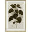 17th Century Leaf Studies II Painting