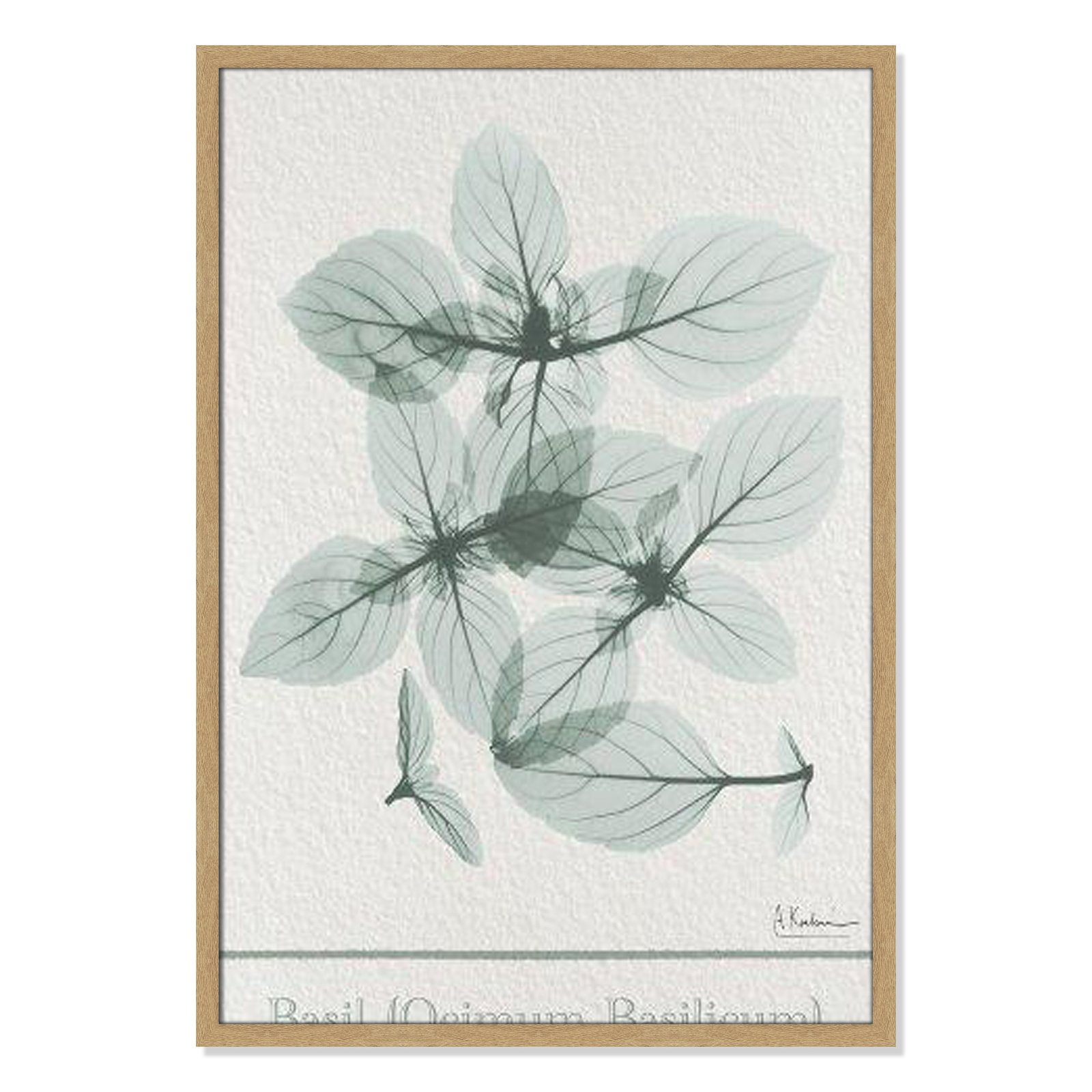 Jeanette "Basil Ocimum Basilicum" Painting, 35.5" H x 25.5" W x 1.25" D, Natural Framed Paper