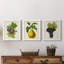 Antique Fruit VI - ensemble de 3 reproductions d'art sur toile-1071139945-1071139948