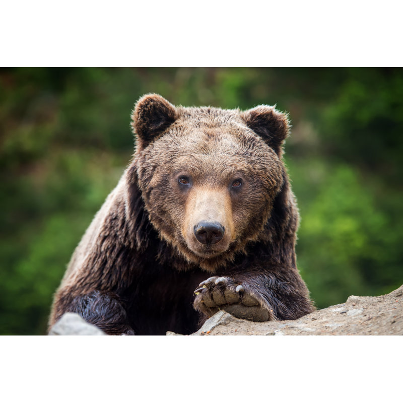 Brown Bear (Ursus Arctos) Portrait In Forest by Byrdyak - Wrapped Canvas Print, 81.28cm H x 121.92cm W