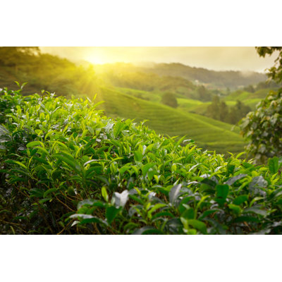 " Tea Plantation "