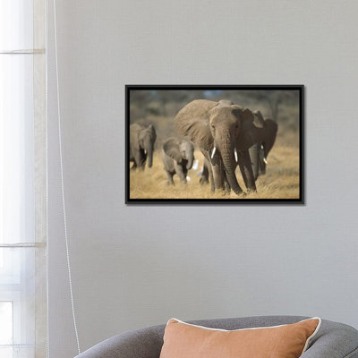 " African Elephant Group, Vulnerable, Samburu National Reserve, Kenya " by Gerry Ellis