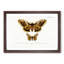 Emperor Moths Illustrations by Charles D' Orbigny - Framed Print-55539558-55539559