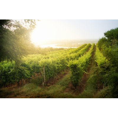 Vineyard Sunrise in France by Donald_Gruener