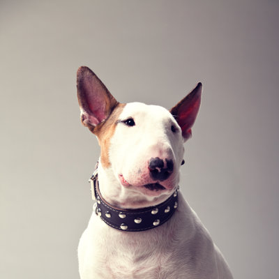 Bull Terrier by Lukatdb