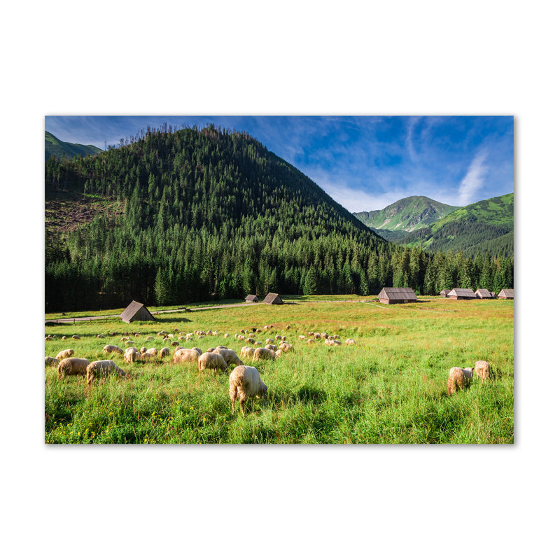 Sheep In The Tatras - Print, Canvas