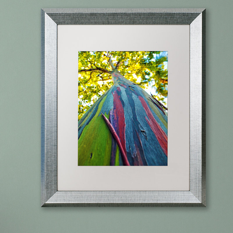 «Rainbow Eucalyptus Tree», reproduction de photo encadrée, H 14 po x l 11 po x P 0,5 po, Cadre noir, Blanc
