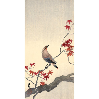 Japanese Waxwing On Maple - Wrapped Canvas Print