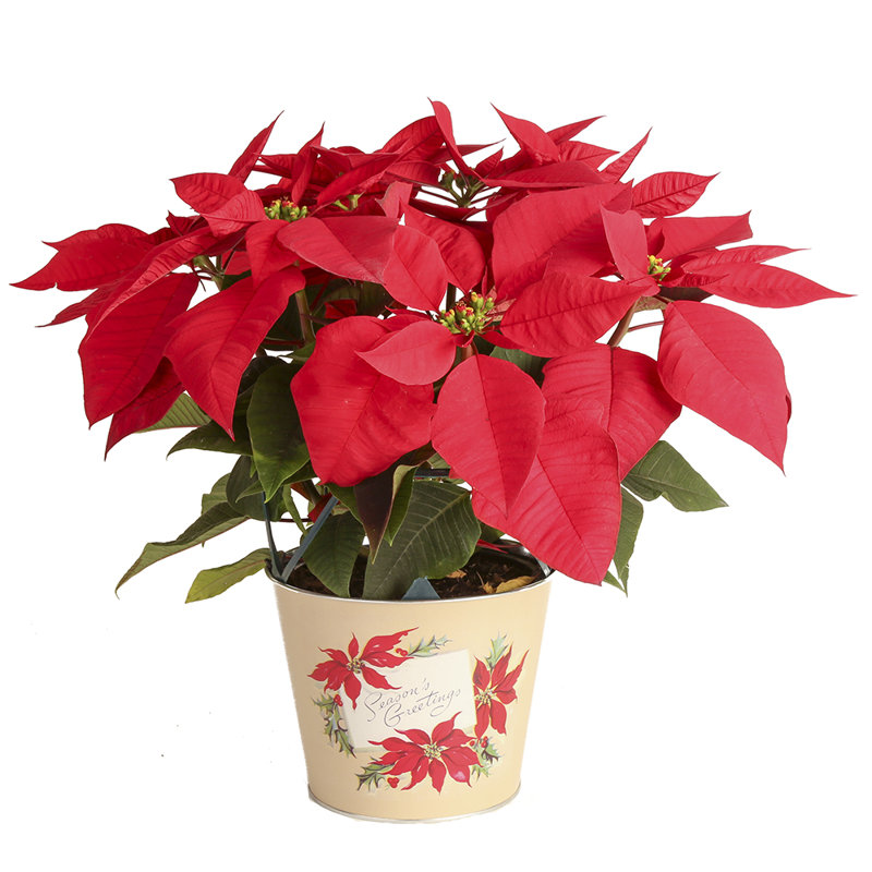 Foliage Plant in Planter