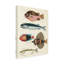 Reproduction sur toile de bolognaise, "Renard Tropical Fish IV" par Louis Renard-98232996