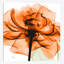«Rose», reproduction d'impression sur toile-29686557-74417334-74417329