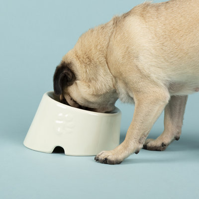 Pet Bowl
