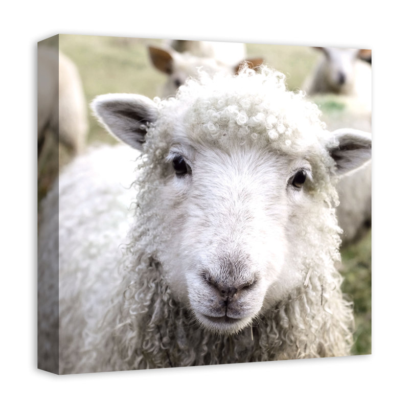 Curious Sheep sur toile, H 12 po x l 12 po x P 1,25 po