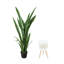 Jardinière en céramique avec pieds Snake Plant