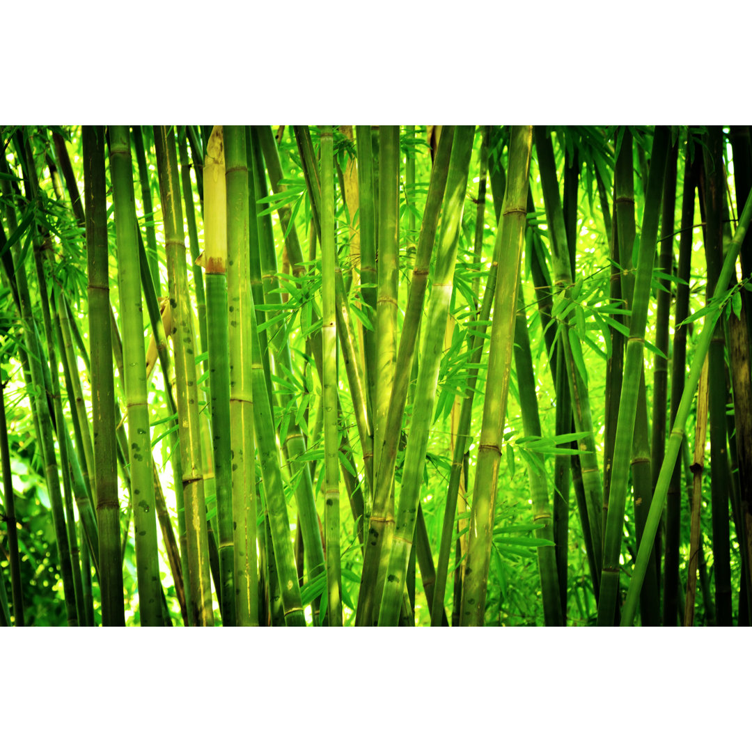 Bamboo Forest von Nikada - Druck auf Leinwand ohne Rahmen