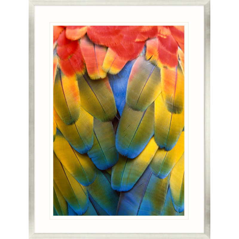 Vibrant Scarlet Macaw Feather Print with Silver Leaf Frame