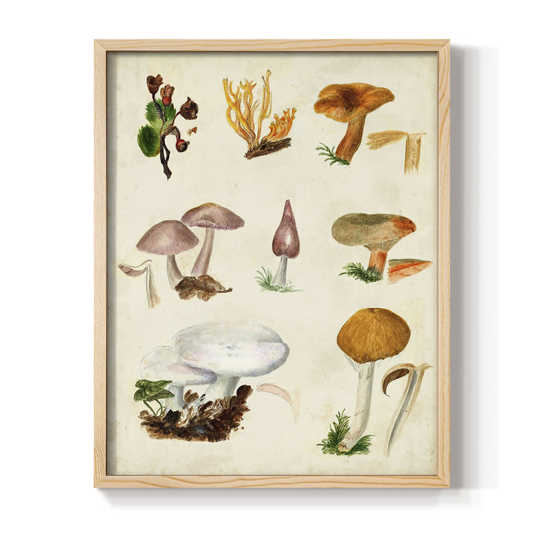 «Mushroom Species VI», reproduction encadrée - bois massif, H 11 po x l 9 po