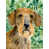 Dachshund