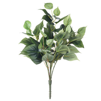 Plante de ivy philo douille