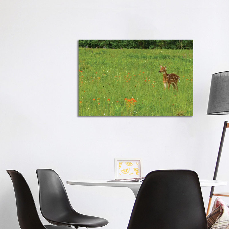 USA, Minnesota, Pine County. Captive Fawn. by Jaynes Gallery - Wrapped Canvas Gallery-Wrapped Canvas Giclée