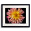 Dahlia Print by Harold Davis-65811203-132457094