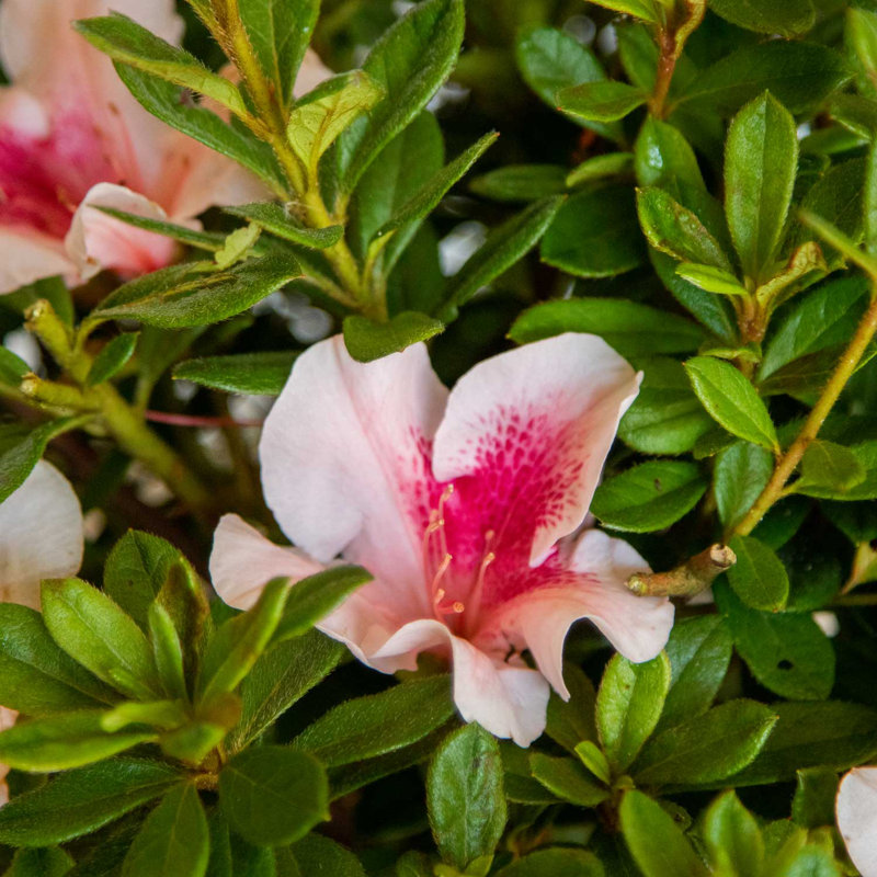 Autumn Chiffon Pink and White Azalea Flowering Shrub in 1 Gallon Pot