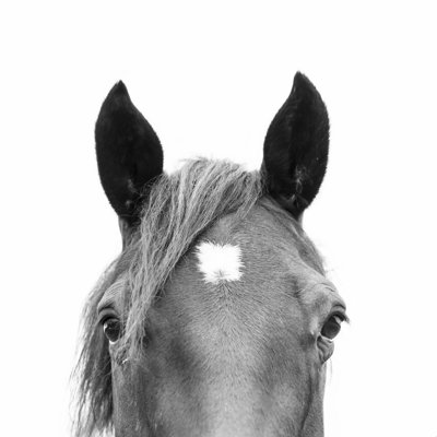 " Peeking Horse " by Sisi And Seb