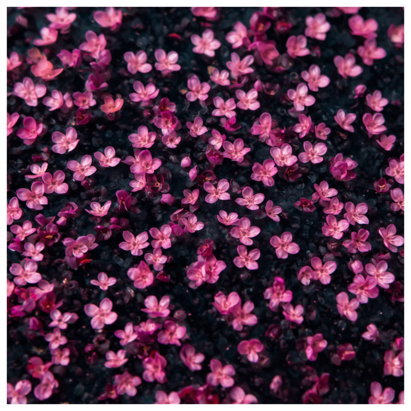 Toile tendue rose avec petites fleurs roses, 24 x 36 inches