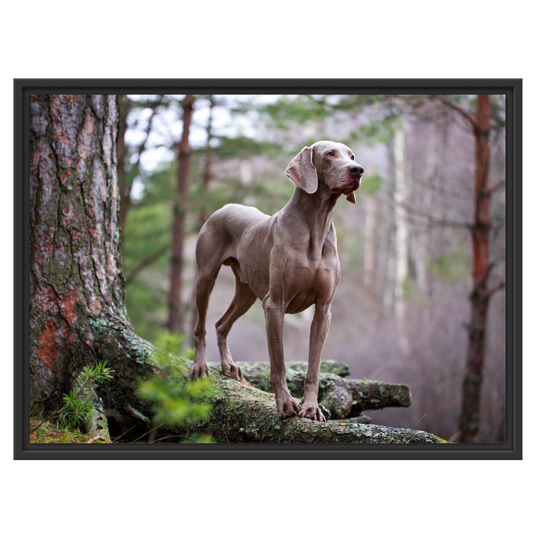 Gerahmtes Wandbild Edler WeimaranerWald