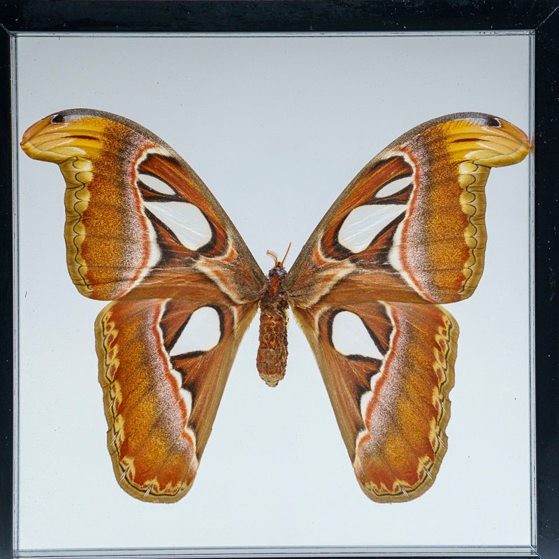 Single Genuine Attacus Atlas In Black Display Frame