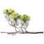 Twig 3 Vessel Large Vase-22841096