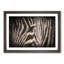 Eye of the Zebra in Abstract - Picture Frame Graphic Art Print-55726330-55726333