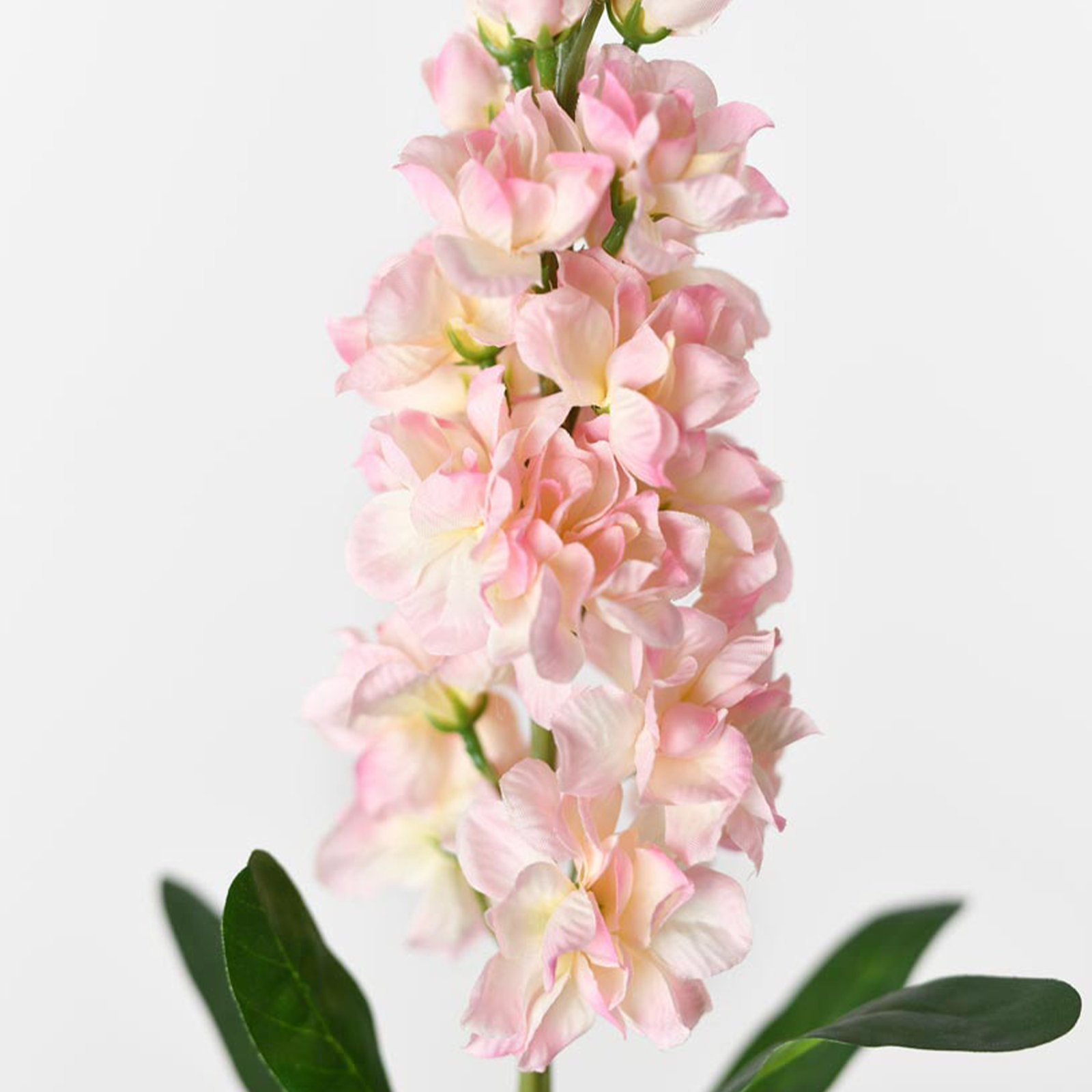 Audet Delphinium Stems, Pink