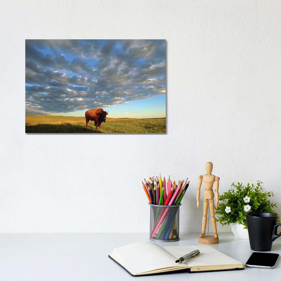 A Bison At The Fort Niobrara National Wildlife Refuge In Nebraska Near Valentine, Nebraska von Joel Sartore - Gallery-Wr...