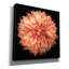  «Dahlia 1» par Debra Van Swearingen, art mural sur toile, 12 po x 12 po