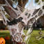 Toile d'araignée d'Halloween pour l'extérieur
