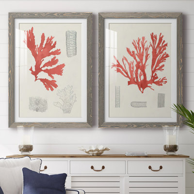 «Vintage Coral Study III», reproduction encadrée de qualité supérieure - prête à accrocher