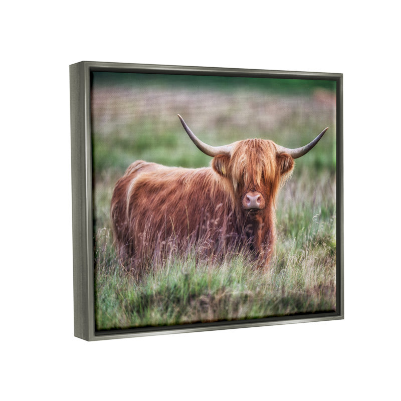Highland Longhorn, bovins, pâturages, campagne, prairie, par James Dobson - Photographie sur toile tendue