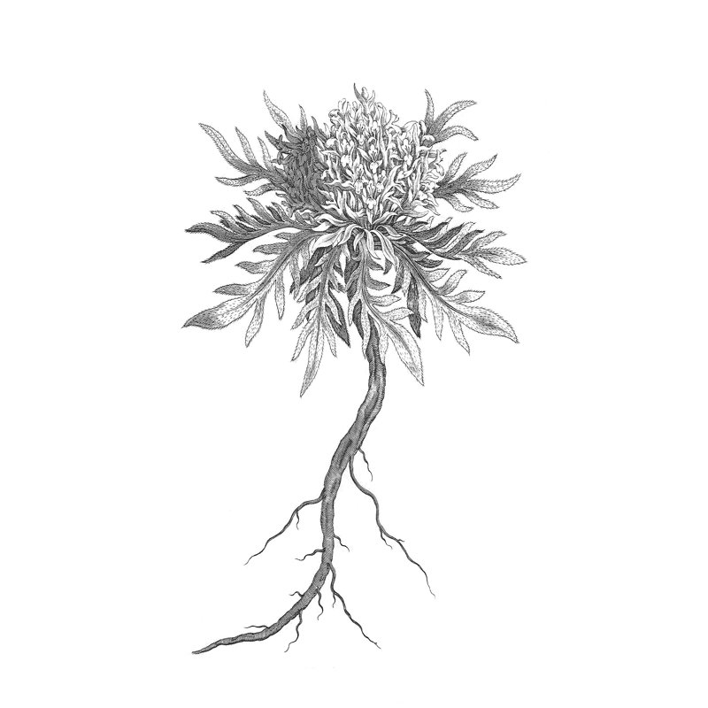 B And W Plant Specimen III - Wrapped Canvas Print, 91cm H x 61cm W