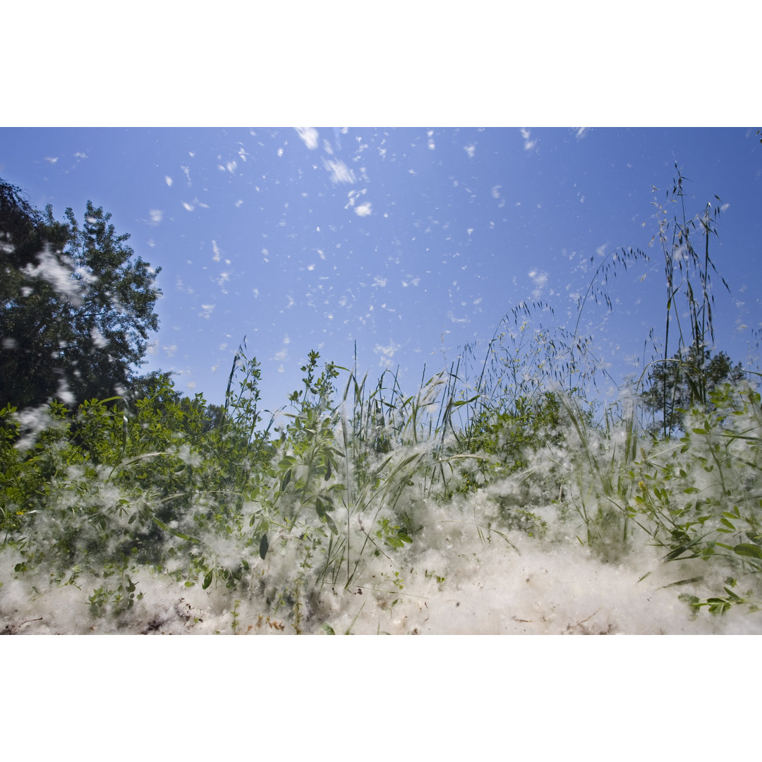 Der Wind, der die fliegenden Samen verbreitet von Seraficus - Leinwandbild