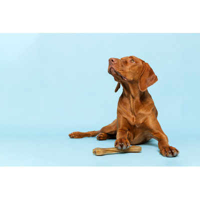 Cute Hungarian Vizsla Puppy With Rawhide Chew Bone Studio Portrait Over Background. Beautiful Dog Holding A Chew Toy Bone With His Paw While Looking Up. by AndreaObzerova - Wrapped Canvas Print