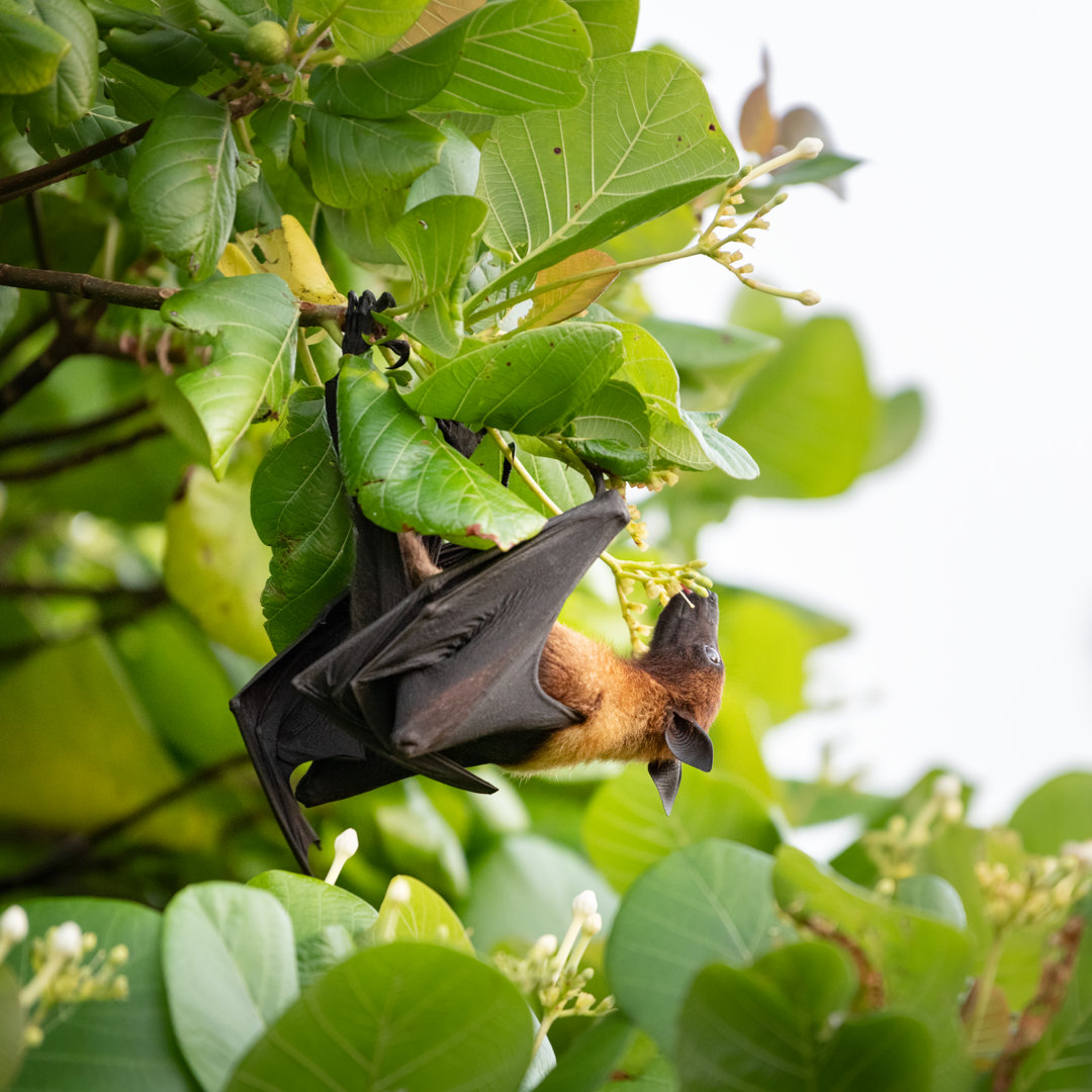 Fruchtfledermaus, Megabats, Pteropus, Flying Fox, Malediven