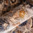 Taja Oriental Indoor Rug-497250247
