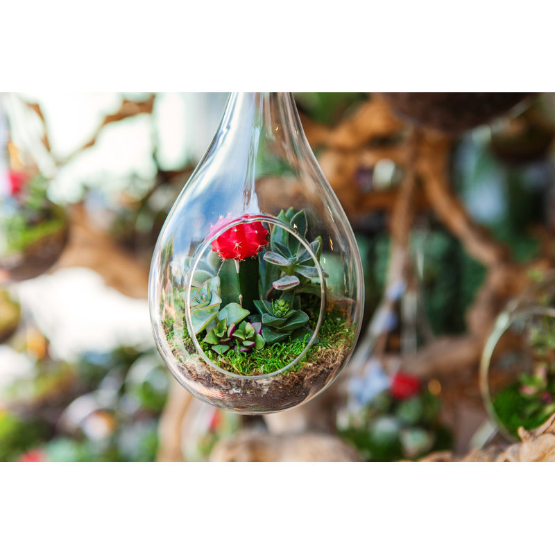 Terrarium avec plante grasse sur toile par Milazvereva, photographie, H 12 po x l 18 po x P 1,25 po