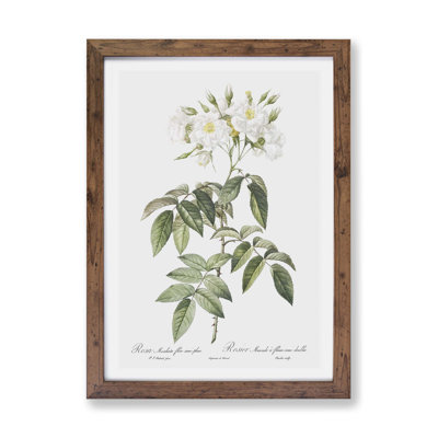 Musk Rose in White by Pierre-Joseph Redoute - Framed Print