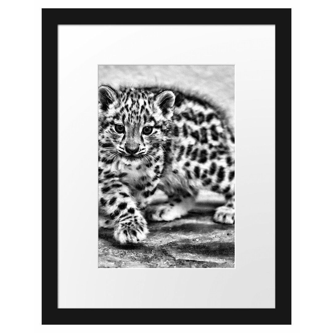 Gerahmter Fotodruck Proud Leopard Cub