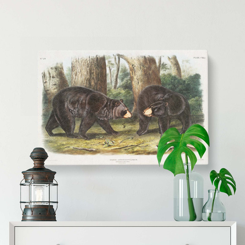 American Black Bears - Wrapped Canvas, 35cm H x 50cm W x 3cm D