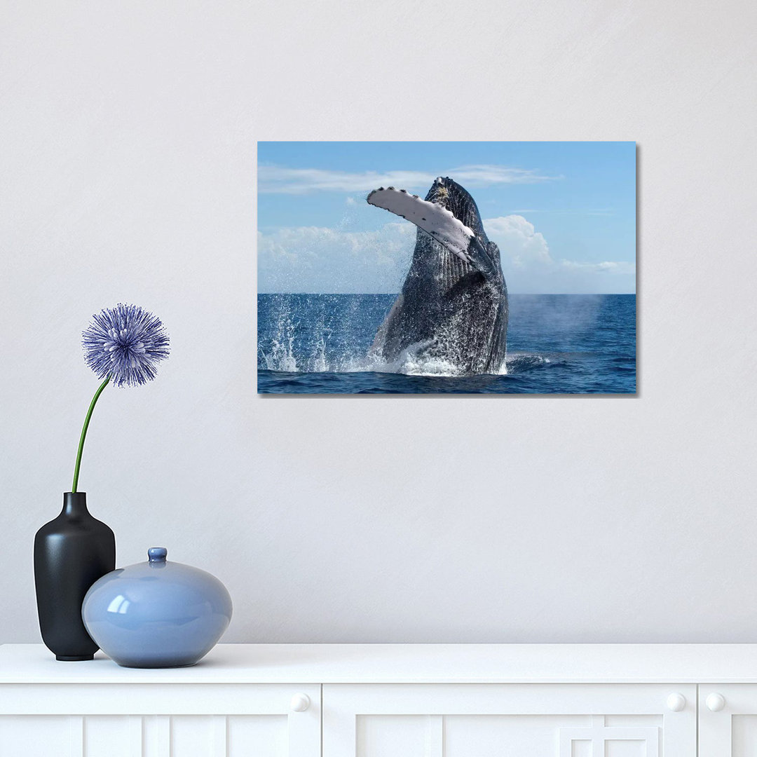 Humpback Whale Breaching, Humpback Whale National Marine Sanctuary, Maui, Hawaii by Flip Nicklin - Wrapped Canvas Print